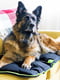 Подушка-лежак для собак и кошек Ferplast Jolly 98 х 65 см - 100, Черный | 6609540 | фото 2