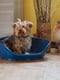Пластиковий лежак для собак і кішок Ferplast Siesta Deluxe 49 х 36 х 17.5 см - 2, Синій | 6609706 | фото 2