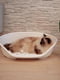 Пластиковый лежак для собак и кошек Ferplast Siesta Deluxe 61.5 х 45 х h 21.5 см - 4, Бордовый | 6609713 | фото 5