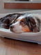 Пластиковый лежак для собак и кошек Ferplast Siesta Deluxe 93.5 х 68 х h 28.5 см - 10, Бордовый | 6609731 | фото 6