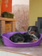 Пластиковий лежак для собак і кішок Ferplast Siesta Deluxe 111 х 80.5 х 33.5 см - 12, Сірий | 6609737 | фото 5