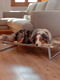 Лежак - розкладачка для собак Ferplast Dream 105 х 63 х 7 см - 100 | 6609741 | фото 3