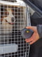 Контейнер переноска для собак и кошек Ferplast Atlas Professional 61 х 91 х h 66.5 см - 60 | 6609790 | фото 4