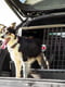 Контейнер перенесення для собак і кішок Ferplast Atlas Car Scenic 100 х 60 х 66 см - 100 | 6609792 | фото 3