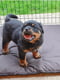 Загон-манеж для собак и щенков Ferplast Dog Training | 6609807 | фото 6