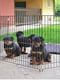 Загон-манеж для собак и щенков Ferplast Dog Training | 6609807 | фото 7