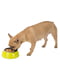 Металева миска для собак і кішок з підставкою Ferplast Jolie 17.1 х 5.5 см - 0.5 L - SMALL, Чорний | 6609853 | фото 6
