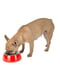 Металева миска для собак і кішок з підставкою Ferplast Jolie 17.1 х 5.5 см - 0.5 L - SMALL, Червоний | 6609854 | фото 6