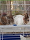 Клетка для кроликов и грызунов Ferplast Barn 80 Серый | 6609971 | фото 3