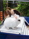 Велика клітка для кроликів та морських свинок Ferplast Rabbit 120 | 6609979 | фото 5