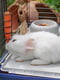 Велика клітка для кроликів та морських свинок Ferplast Rabbit 120 | 6609979 | фото 7
