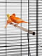 Велика клітина - вольєр для папуг, канарок та інших птахів Ferplast Planeta | 6610064 | фото 6