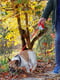 Поводок - рулетка для собак со шнуром Ferplast Amigo Cord 15 x 3.6 x h 14 cм - M, Красный | 6610176 | фото 4