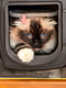 Врізні дверцята для кішок із системою зчитування мікрочіпів Ferplast Swing Microchip Коричневий | 6610454 | фото 4