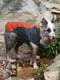 Куртка дощовик для собак BlackDoggy VC-JK12012 L, Помаранчевий | 6610491 | фото 7
