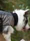 Куртка для собак BlackDoggy VC14-JK023 M, Хакі | 6610508 | фото 4