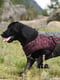 Куртка для собак BlackDoggy VC14-JK023 L, Бордовый | 6610509 | фото 2