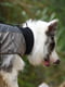 Куртка для собак BlackDoggy VC14-JK023 L, Хаки | 6610511 | фото 4