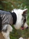 Куртка для собак BlackDoggy VC14-JK023 3XL, Хакі | 6610518 | фото 4
