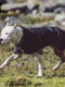 Куртка для собак BlackDoggy VC19-JK008 L, Чорний | 6610535 | фото 2
