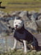 Куртка для собак BlackDoggy VC19-JK008 L, Чорний | 6610535 | фото 3