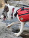 Рюкзак для собак BlackDoggy VC-BP12003 L | 6610539 | фото 7
