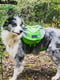 Рюкзак для собак BlackDoggy VC-BP12006 M, Зелений | 6610541 | фото 5