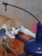 Электронная игрушка карусель с перьями для котов Ferplast Raptor | 6610770 | фото 7