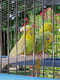 Клітина для канарок, папуг та маленьких птахів Ferplast Palladio 33 х 59 х 69 см - 4 | 6611110 | фото 4