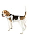Нагрудна шлейка для собак зі шкірозамінника з мікрорегулюванням Ferplast Agila 4 - 9 A = B 57 ÷ 65 см - max 15 кг - 6 розмір, Білий | 6611189 | фото 3