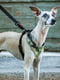 Тренировочная нагрудная шлейка для собак из нейлона Ferplast Nikita P Fashion A: 30 ÷ 43 см - B: 38 ÷ 55 см 15 мм - M, Серо-синий | 6611263 | фото 5