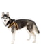 Мягкая нагрудная шлейка для собак с микрорегулировкой Ferplast Agila Fluo 3-9 A = B 44 ÷ 52 см 20 мм - max 8 кг - 4 размер, Оранжевый | 6611300 | фото 7