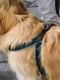 Мягкая нагрудная шлейка для собак с микрорегулировкой Ferplast Agila Fluo 3-9 A = B 57 ÷ 65 см 25 мм - max 15 кг - 6 размер, Розовый | 6611305 | фото 7