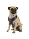 Тренувальна нагрудна шлейка для собак з нейлону дихаючого Ferplast Nikita P XXS - A: 15 ÷ 22 см - B: 22 ÷ 33 см 10 мм, Чорний | 6611343 | фото 3