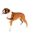 Дресирувальна нагрудна шлейка для собак з передньою системою кріплення Ferplast Coach M - A: 20 ÷ 26 см - B: 42 ÷ 59 см 10 мм, Помаранчевий | 6611357 | фото 4