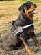 Нагрудная светоотражающая шлейка для собак из высокопрочного нейлона Ferplast Hercules Р XL - A: 57 ÷ 71 см - B: 80 ÷ 102 см 40 мм, Черный | 6611397 | фото 3