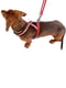 Светоотражающая шлейка для собак с магнитной застежкой Ferplast Daytona Р Cross | 6611404 | фото 4