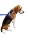 Світловідбивна шлейка для собак з магнітною застібкою Ferplast Daytona Р Cross SM - B: 54 ÷ 70 см 20 мм, Чорний | 6611411 | фото 7