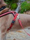 Светоотражающая шлейка для собак с магнитной застежкой Ferplast Daytona Р Cross L - B: 70 ÷ 96 см 25 мм, Красный | 6611419 | фото 4