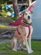 Світловідбивна шлейка для собак з магнітною застібкою Ferplast Daytona Р Cross L - B: 70 ÷ 96 см 25 мм, Червоний | 6611419 | фото 5
