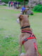 Светоотражающая шлейка для собак с магнитной застежкой Ferplast Daytona Р Cross L - B: 70 ÷ 96 см 25 мм, Красный | 6611419 | фото 6