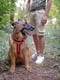 Світловідбивна шлейка для собак з магнітною застібкою Ferplast Daytona Р Cross XL - B: 74 ÷ 108 см 25 мм, Червоний | 6611422 | фото 6