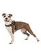 Мягкая нагрудная шлейка для собак с микрорегулировкой Ferplast Agila Reflex 5-9 6 размер - A = B 57 ÷ 65 см 20 мм - max 15 кг, Оранжевый | 6611433 | фото 7