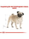 Royal Canin Pug Adult сухий корм для дорослих собак породи мопс від 10 місяців | 6611674 | фото 4