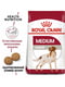 Royal Canin Medium Adult сухой корм для взрослых средних собак 11-25 кг от 12 мес 1 кг. | 6611703 | фото 2