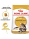 Royal Canin Maine Coon Adult сухий корм для котів породи мейн-кун від 15 місяців 2 кг. | 6611787 | фото 2