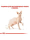 Royal Canin Sphynx Adult сухой корм для кошек породы сфинкс от 12 месяцев | 6611835 | фото 5