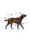 NexGard М таблетки от клещей и блох для собак весом от 4.1 до 10 кг | 6612102 | фото 3