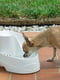 Поїлка фонтан з фільтром для дрібних собак та кішок Ferplast Vega | 6612282 | фото 5