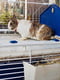Клетка для кроликов и грызунов с аксессуарами и наклейками Ferplast Barn 100 Синий | 6612671 | фото 7